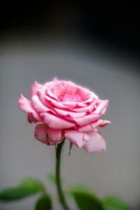 Rosa f0.95